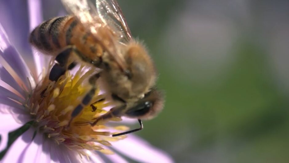 Η ανάγκη προστασίας των μελισσών και των άλλων επικονιαστών λόγω της οικολογικής και οικονομικής τους σημασίας!