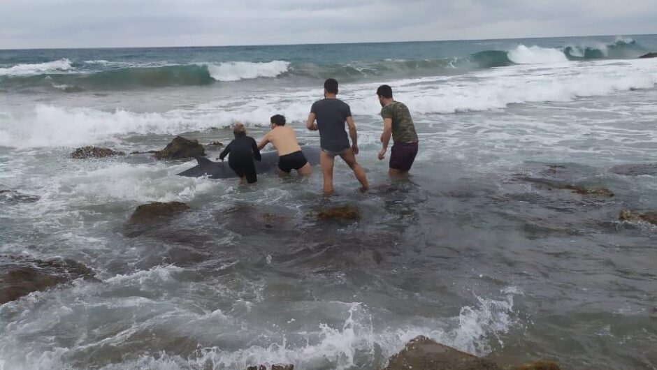 Δύο ραμφοφάλαινες σώθηκαν στη δυτική ακτογραμμή της Κέρκυρας