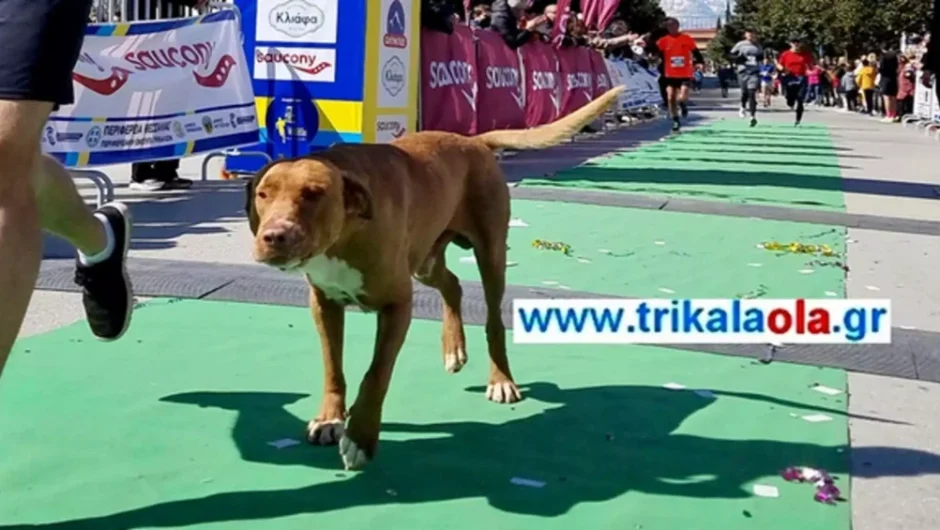 Τρίκαλα: Αυτός είναι ο σκύλος που έτρεξε 21 χιλιόμετρα και βρέθηκε σε άλλη πόλη (βίντεο)
