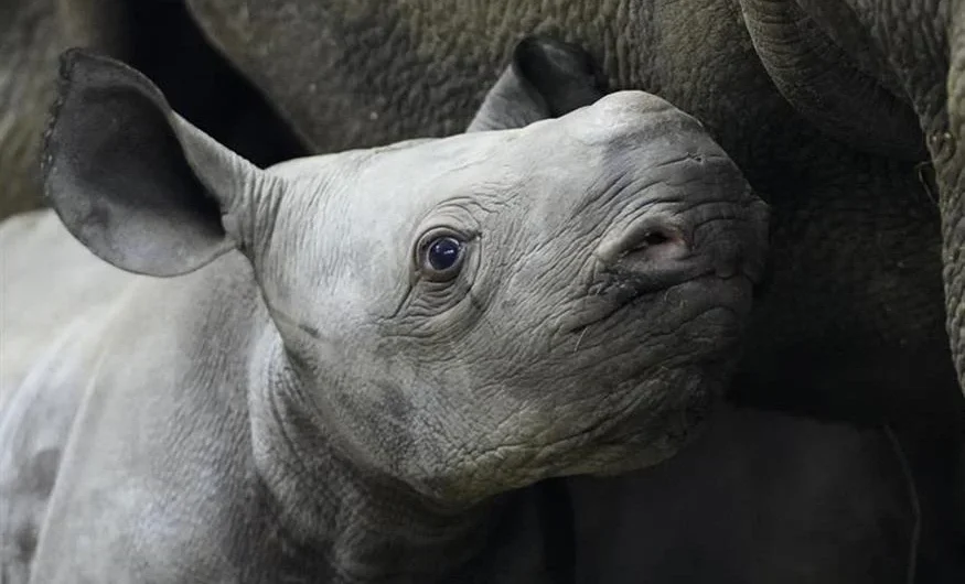 Εξαιρετικά σπάνιος ρινόκερος που γεννήθηκε σε ζωολογικό κήπο της Τσεχίας ονομάστηκε Κίεβο
