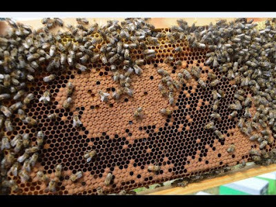 Η βασίλισσα δεν γεννάει “καλα” τι να κανω;