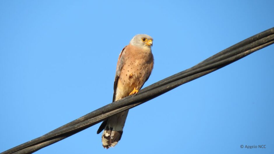 Κιρκινέζι, ένα πουλί πολύ χρήσιμο για τους αγρότες
