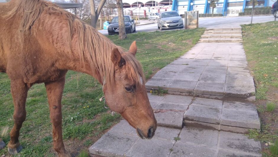 Άλογο κάνει αμέριμνο τη βόλτα του στην πόλη της Λάρισας! (φωτ. & βίντεο)