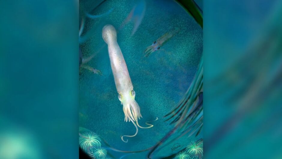 Ανακαλύφθηκε χταπόδι βαμπίρ με 10 πλοκάμια – Το βάφτισαν… Μπάιντεν￼