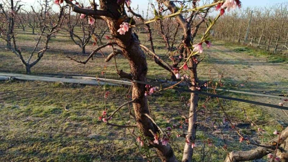 Ανησυχίες προκαλεί ο παγετός στην Π.Ε. Λάρισας