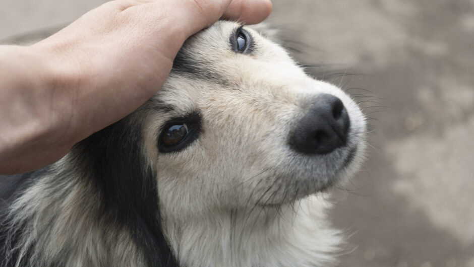 Ελέγξτε τον ενθουσιασμό σας και προσεγγίστε σωστά έναν άγνωστο σκύλο