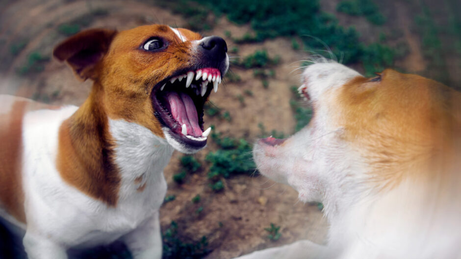 Σκύλος: Tips προστασίας από επίθεση άλλου σκύλου