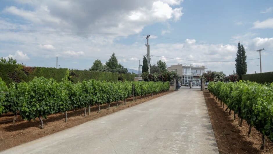 Αμπέλι: Ψεκασμοί για τους ανοιξιάτικους εχθρούς και ασθένειες