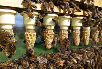 Απαραίτητοι χειρισμοί για Βασιλοτροφια