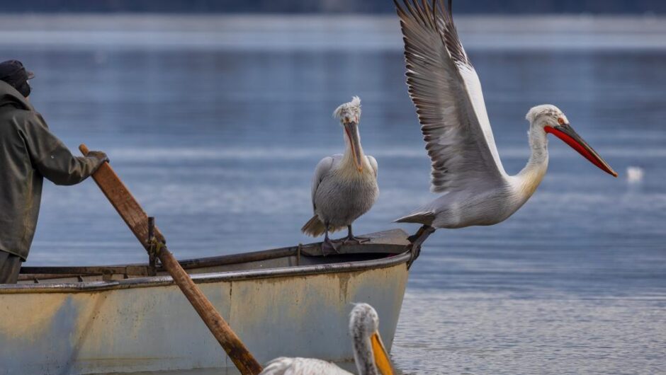 Θεσσαλονίκη / Περισσότεροι από 500 αργυροπελεκάνοι νεκροί από τη γρίπη των πτηνών