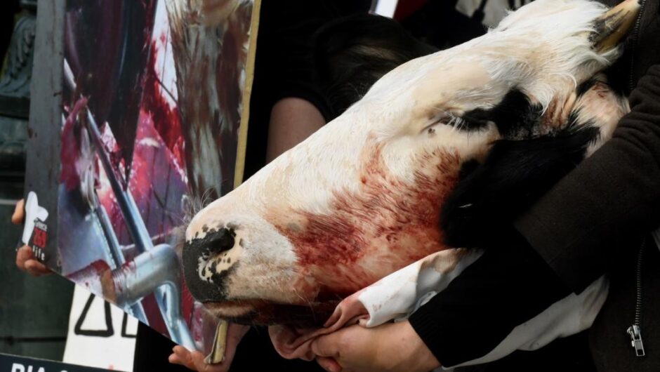 Κυβέρνηση Μητσοτάκη / Προσωρινά στον πάγο οι λατρευτικές σφαγές ζώων