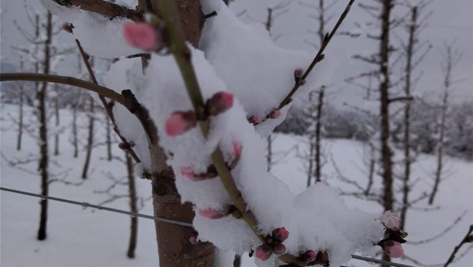 Ανήσυχοι παραγωγοί όσο ο Φίλιππος σκεπάζει στο χιόνι άνθη σε οπωρώνες