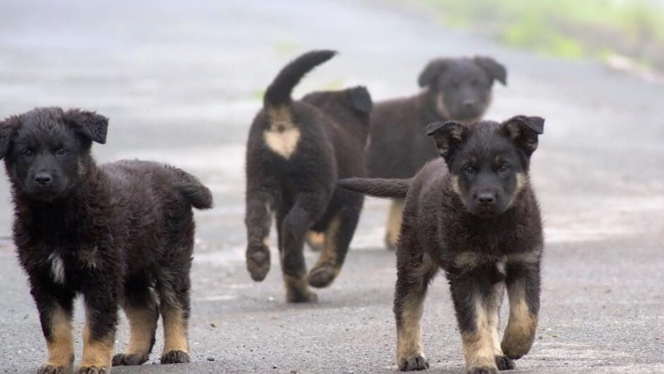 Ερώτηση 57 βουλευτών του ΣΥΡΙΖΑ -ΠΣ / Καταγγέλλουν την πλήρη εγκατάλειψη των αδέσποτων ζώων συντροφιάς