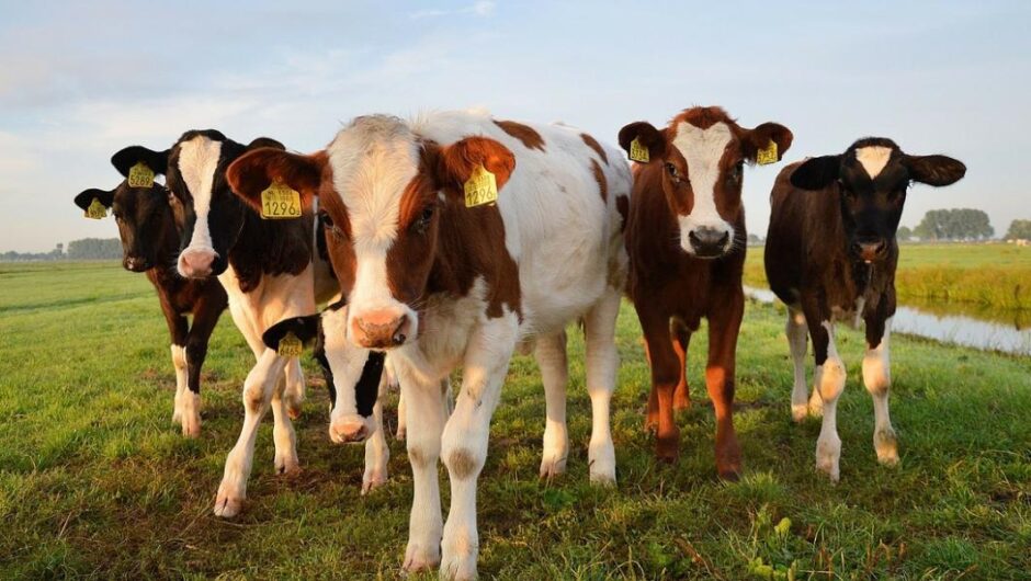 Πόλεμος στην Ουκρανία / Φόβοι για μαζικές σφαγές ζώων στην Ευρώπη εξαιτίας των ελλείψεων σε ζωοτροφές