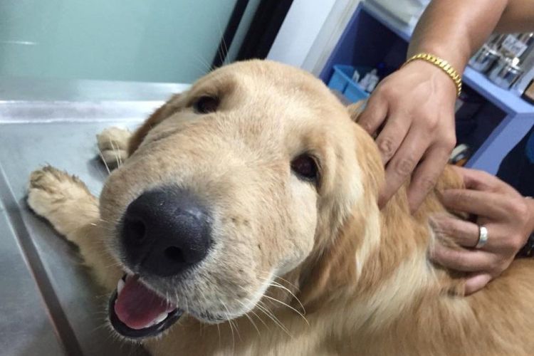 Τι πρέπει να κάνεις αν τσιμπήσει το σκύλο σου μέλισσα; 