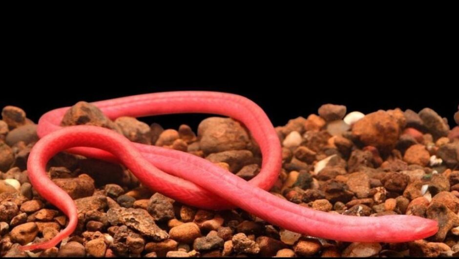 Ένα ψάρι Wolverine και ένα τυφλό χέλι ανάμεσα στα νέα είδη ψαριών γλυκού νερού