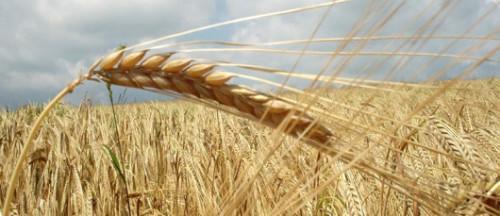 ΓΙΑΤΙ ΜΠΟΡΕΙ ΝΑ ΠΟΥΜΕ ΤΟ ΨΩΜΙ – ΨΩΜΑΚΙ