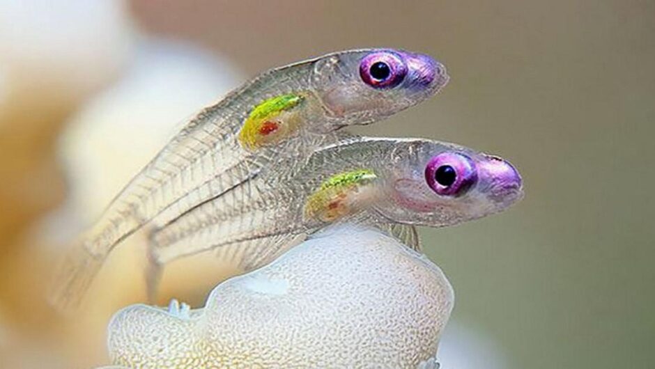 Τα διαφανή ζώα που δε φανταζόσουν ότι υπάρχουν