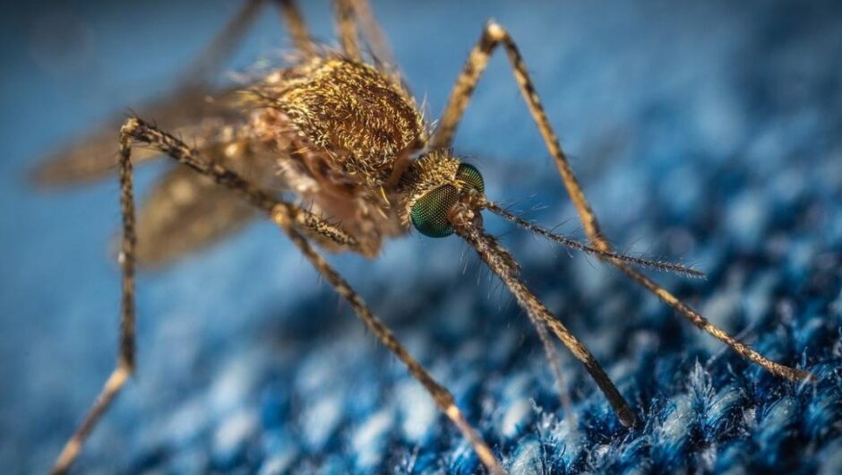 ΗΠΑ / Σάλος από την απελευθέρωση δισεκατομμυρίων μεταλλαγμένων κουνουπιών