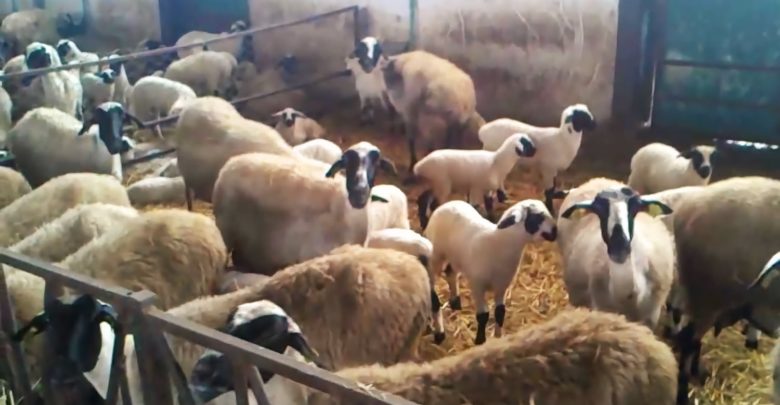 Λάρισα: Έκοψαν το ρεύμα σε κτηνοτρόφο μητέρα ενός παιδιού – Αρνήθηκαν διακανονισμό, το Σεπτέμβριο είχε καεί ο στάβλος τους!