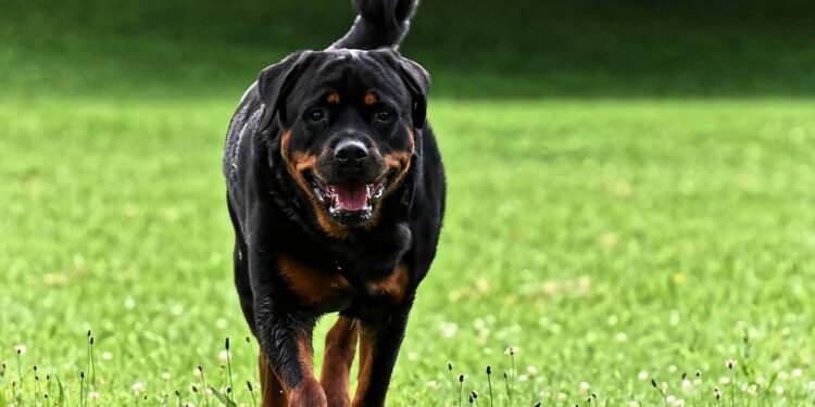 Σκύλος δάγκωσε 66χρονο σε χωριό της Ελασσόνας – Συνελήφθη η ιδιοκτήτρια