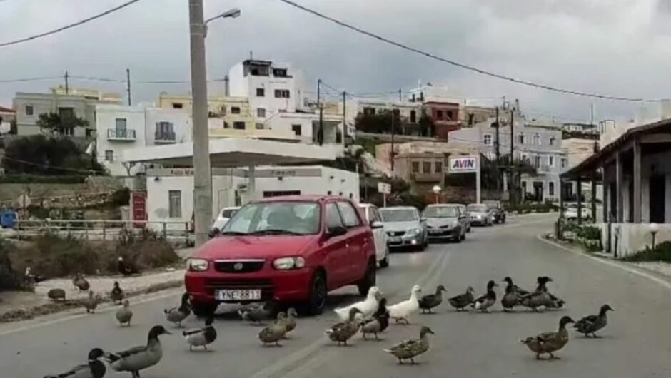 Σύρος: Πάπιες προκάλεσαν… κυκλοφοριακή συμφόρηση (βίντεο)