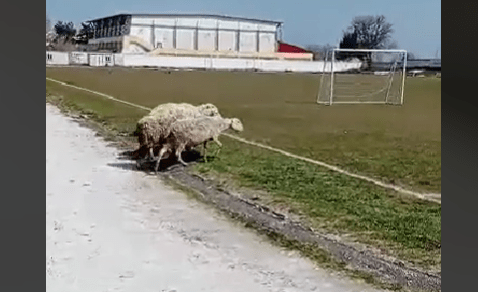 ΕΠΕΚΤΕΙΝΟΥΝ ΤΗ ΔΡΑΣΗ ΤΟΥΣ ΤΑ “ΣΥΓΧΡΟΝΑ ΧΛΟΟΚΟΠΤΙΚΑ” ΣΕ ΠΑΡΚΑ ΚΑΙ ΓΗΠΕΔΑ ΣΤΟ ΔΗΜΟ ΤΥΡΝΑΒΟΥ