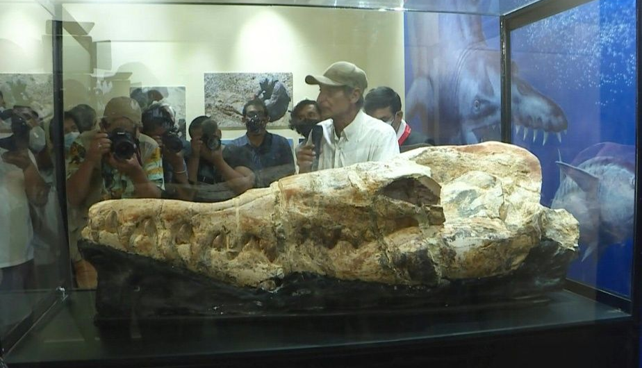 Περού: Ανακαλύφθηκε κρανίο φάλαινας 36 εκατομμυρίων χρόνων