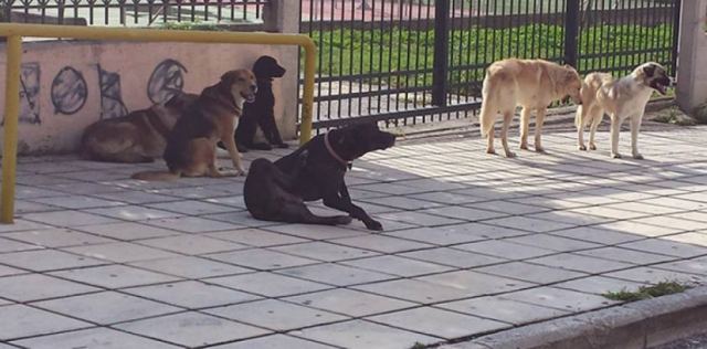 Βόλος: Αδέσποτα σκυλιά επιτέθηκαν σε 7χρονο κοριτσάκι και στην μητέρα του