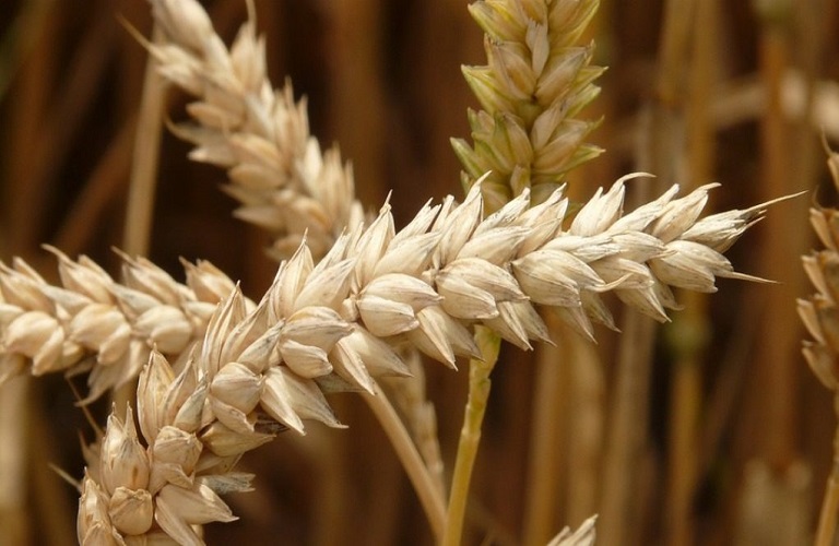 Μεντβέντεφ: Τα τρόφιμα είναι το σιωπηλό και τρομερό μας όπλο