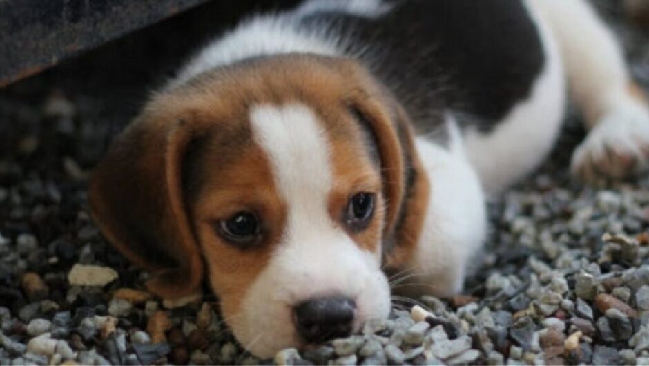 Πασχαλιάτικο μπαζάρ για τα αδέσποτα ζώα