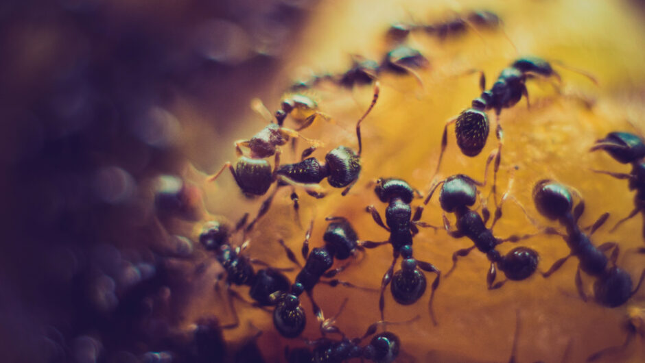 Καρκίνος: Το έντομο με τη «δυνατή» όσφρηση που τον ανιχνεύει