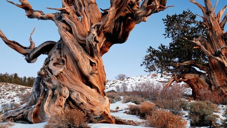 Περιβάλλον / Εντοπίστηκαν 30 δέντρα ηλικίας άνω των 2.000 ετών