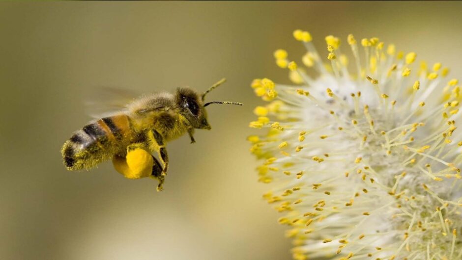 Μελισσοκόμοι Καρδίτσας