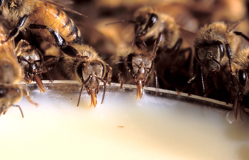 Η ζάχαρη για την μελισσοκομία τελειώνει: Αποθέματα το πολύ για έναν με δυο μήνες στην αγορά