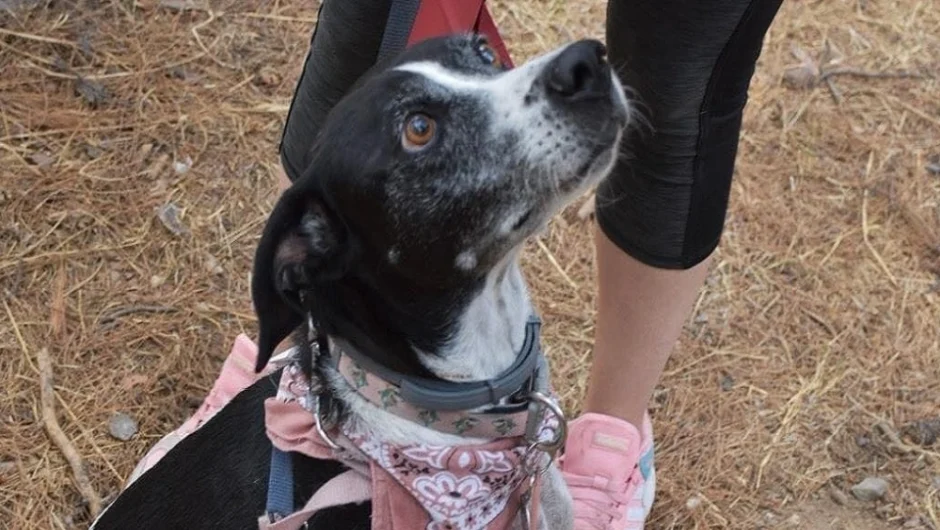 Σκυλάκι πέθανε από τρόμο για τα βεγγαλικά – Δεκάδες εξαφανίσεις ζώων μετά την Ανάσταση