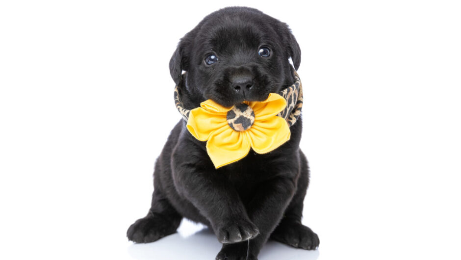 Σκύλος: Πώς τον προστατεύουμε όταν δεν θέλει να τον πλησιάζουν άλλοι σκύλοι