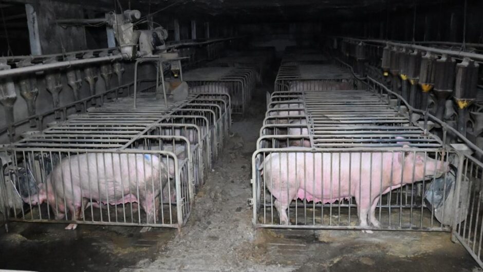 Ελληνικά χοιροτροφεία / Η φρίκη στο πιάτο μας – Αποκαλυπτική έρευνα