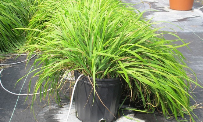 Τα φυτά που θα κρατήσουν τα κουνούπια μακριά από το μπαλκόνι σας