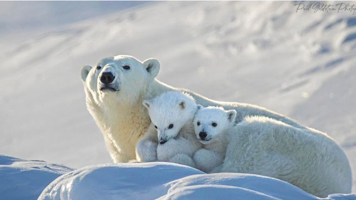 Μία μαμά πολική αρκούδα σε τρυφερές στιγμές