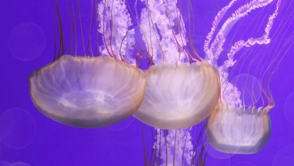 Μωβ τσούχτρες: Πρώτες βοήθειες σε 4 βήματα – Προσοχή στα παιδιά