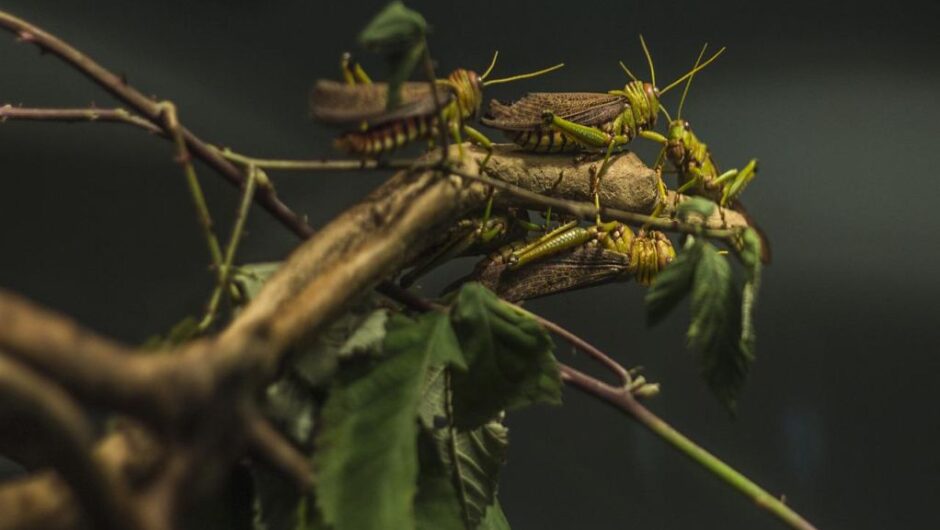 Ροδόπη: Εκατομμύρια ακρίδες εξαφανίζουν καλλιέργειες-Ανυπολόγιστες οι ζημιές στο βαμβάκι