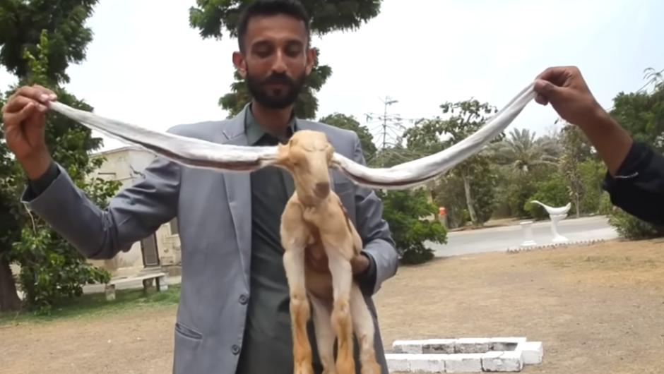 Σίμπα: Το κατσικάκι που γεννήθηκε με αυτιά μεγαλύτερα από το σώμα του