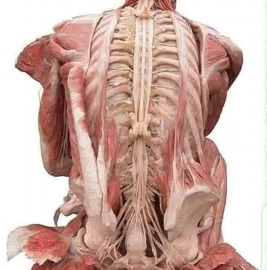 Το ανθρώπινο σώμα