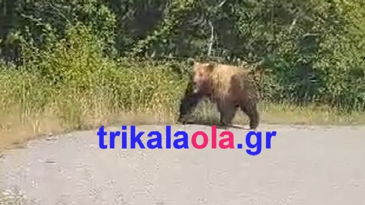 Τρίκαλα: Αρκούδα περνά άφοβα από κεντρικό επαρχιακό δρόμο (φωτο – βίντεο)
