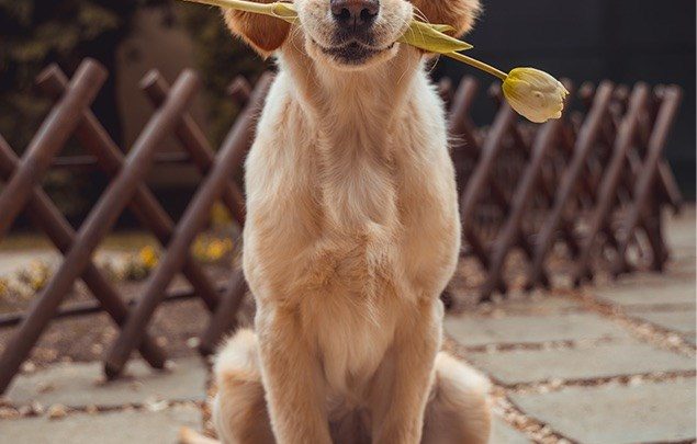 Τι πρέπει να λάβετε σοβαρά υπόψιν πριν αποφασίσετε να υιοθετήσετε έναν σκύλο