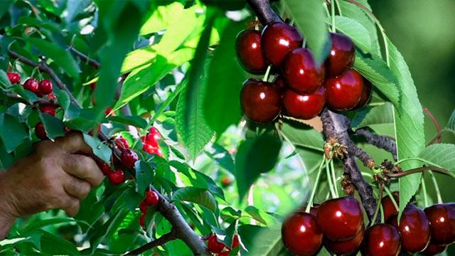 Tο κόλπο για να βγάλετε τα κουκούτσια απ’ τα κεράσια με μια κίνηση