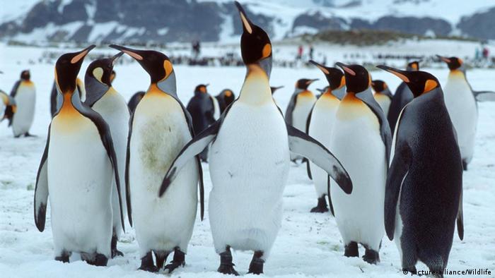 Ιαπωνία: Πιγκουίνοι σε ενυδρείο κάνουν… απεργία πείνας