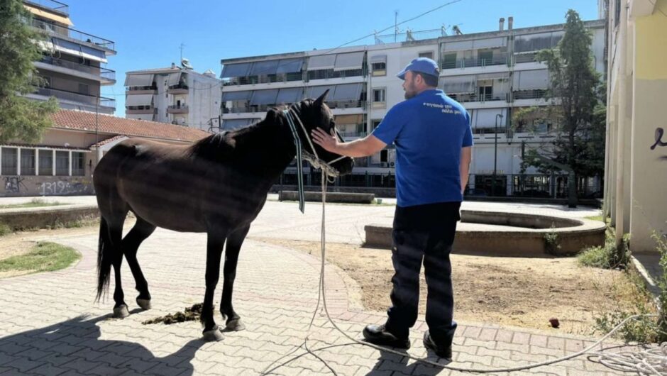 Βρέθηκε… αδέσποτο άλογο στα Τρίκαλα. Μεταφέρθηκε στον Ζωολογικό Κήπο