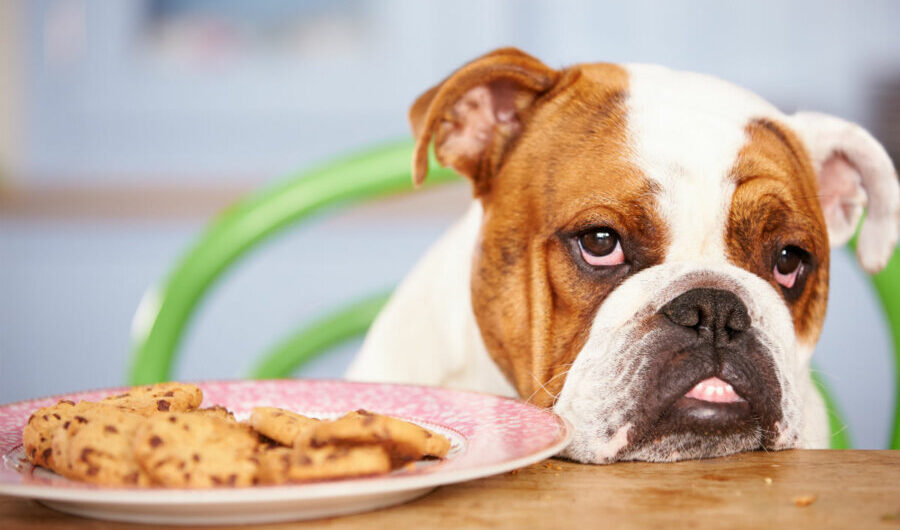 Ποιες τροφές είναι απαγορευτικές για τα κατοικίδια;